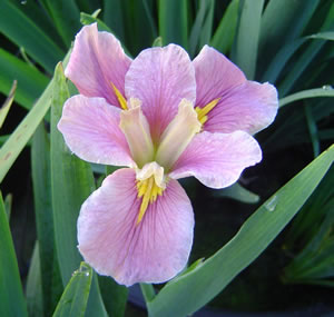 Louisiana Iris - Pink Poetry